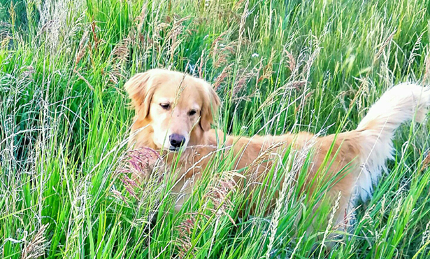 [sophie looking beautiful in long green grass]