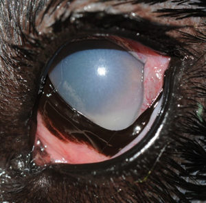 [eye of labrador retriever with blastomycoses and glaucoma]