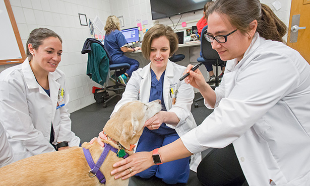 Dr. Hague and others exam dog