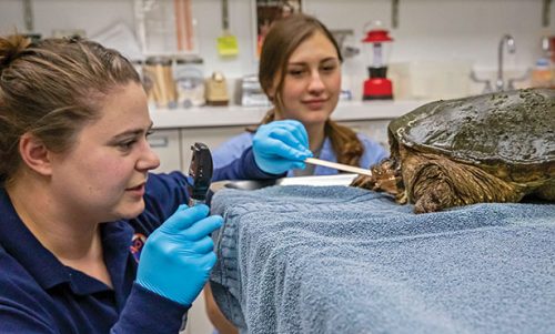 Dr. Sarah Reich with turtle patient