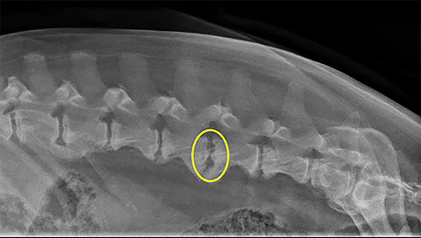 radiographs from a dog with discospondylitis