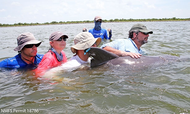 [Dr. Kathleen Colegrove helps with an assessment of a Gulf of Mexico dolphin]