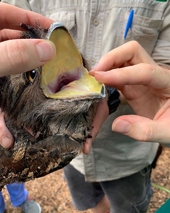 [inside the mouth of a tawny frogmouth bird]