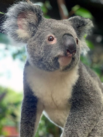 [koala]