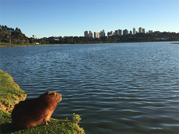 [a capybara in Curitiba, Brazil]