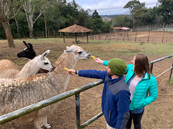 [Maichael and Courtney feed the llamas]