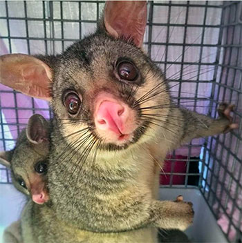 [brushtail opossums]