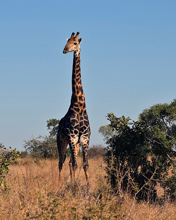 [a giraffe at Kruger National Park]