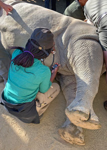[Taylor Willis assists with rhino procedure]