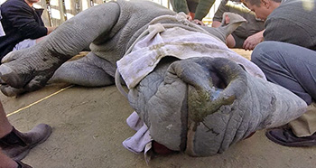 [a rhino undergoing a procedure at Kruger National Park]