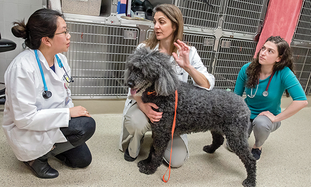 [Dr. Kimberly Selting, with dog, talks to a veterinary student and resident]