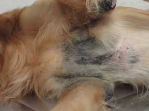 Golden Retriever with Malassezia dermatitis