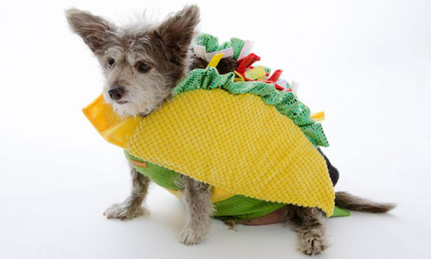 dog in a taco costume