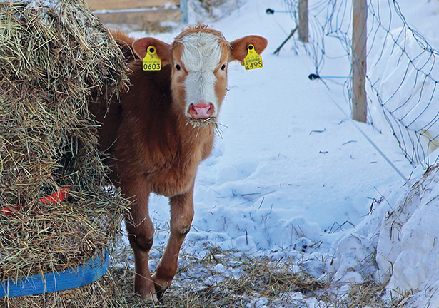 Cow in winter environment