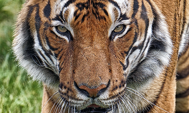 bronx zoo tiger