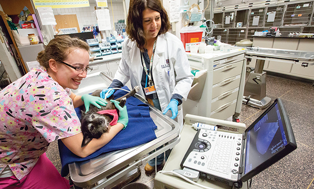 Dr. Caroline Tonozzi, right, performs point-of-care ultrasound on a dog.