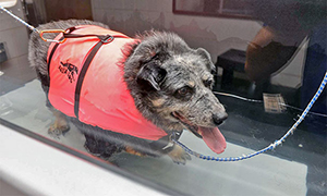 dog in underwater treadmill