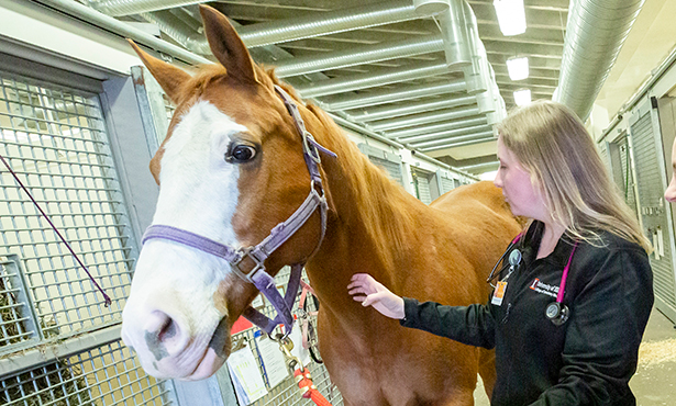 New street drug Xylazine is made as a muscle relaxer for horses-Fox 2 News  — Michigan Poison Center