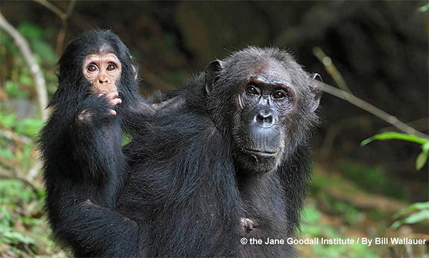 [chimps copyright: Jane Goodall Inst.; Bill Wallauer