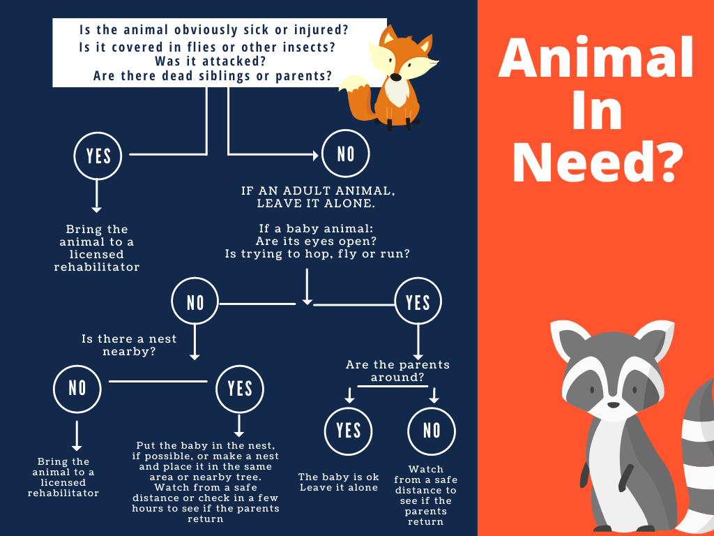 This says first determine if the animal is sick or injured. If yes, bring to a licensed rehabilitator. If no, leave the animal alone and watch to see if a parent returns. 