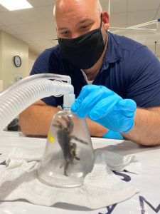 Tarantula being sedated