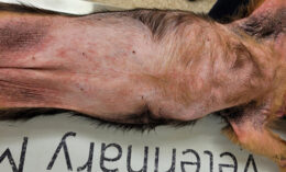Yorkshire with erythema and hyperpigmentation.