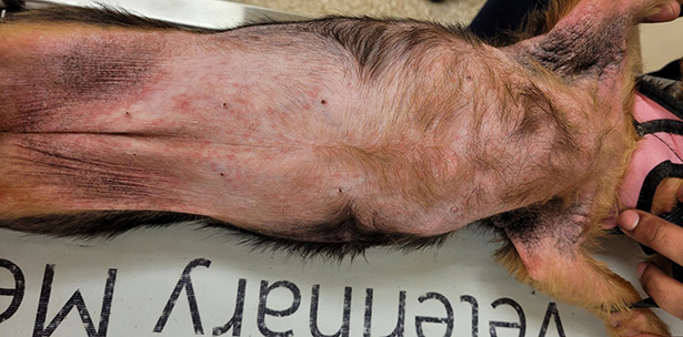 Yorkshire with erythema and hyperpigmentation.