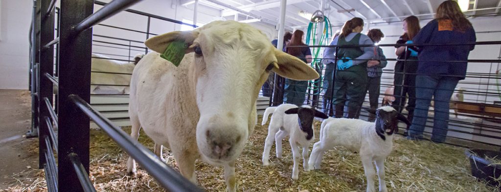 [A ewe and her lambs, with veterinary students and instructors in the background]