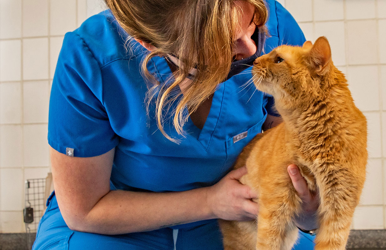 Veterinary Teaching Hospital – Veterinary Medicine at Illinois