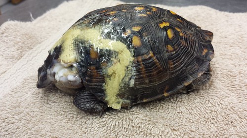 Turtle's broken shell held together with wires, pins and glue