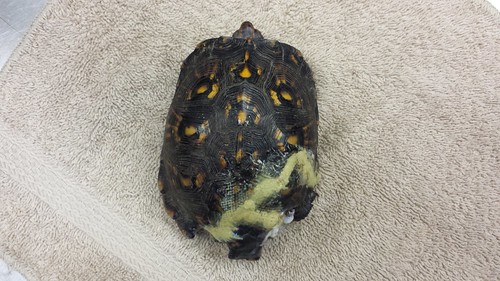 Shell Shocked: Turtle Shell Repair - Veterinary Medicine at Illinois
