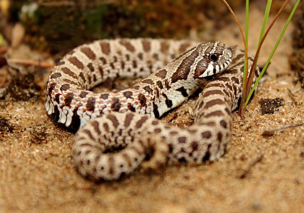 Hognose snake playing dead. Hognose snakes do this to make