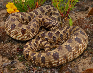 Iowa Department of Natural Resources - Is this eastern hognose snake alive  or dead? ANSWER: If you thought this snake was dead, it fooled you! As a  defense behavior, it will play