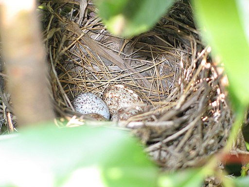 Cardinal eggs