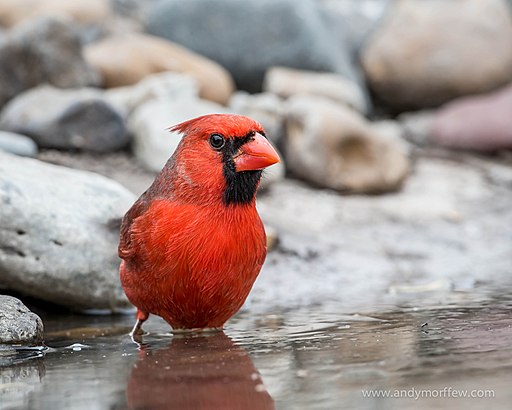 Northern Cardinal (15574180893)