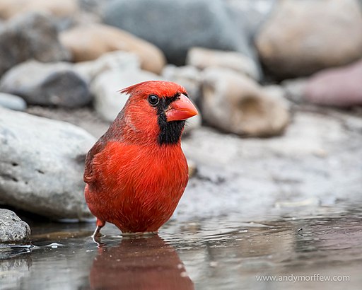 Where does the Northern Cardinal get its stunning red color