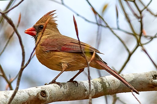 Northern Cardinal (211849309)