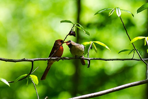 Northern Cardinal  Celebrate Urban Birds