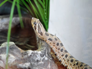 Baby snake is an expert at playing dead 🐍, This newborn hognose snake is  such a drama queen! 🐍🤣, By Furry Tails