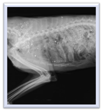 Lead Toxicosis - Veterinary Medicine at Illinois