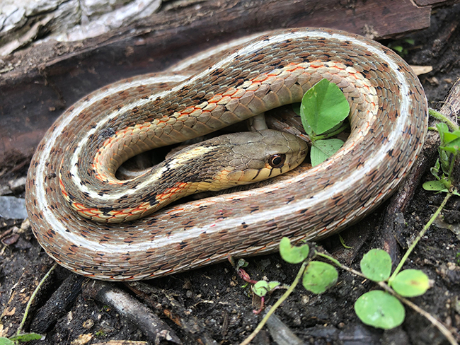 Save the Drama for your … Snake? – The most dramatic snake - Veterinary  Medicine at Illinois