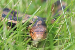 Slithering into your knowledgebase: Snake Facts! - Veterinary Medicine at  Illinois