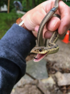 Snake being held