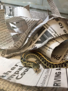 Snake with Newspaper
