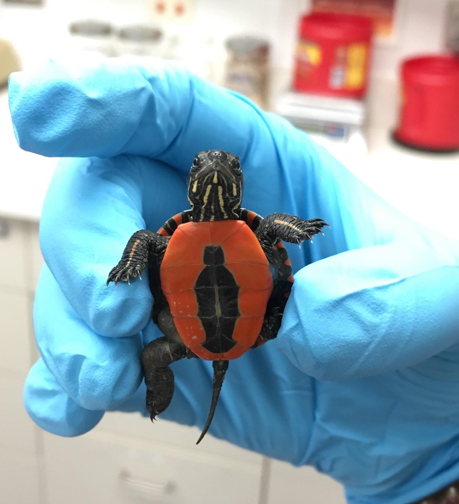 Why Did the Turtle Cross the Road? - Veterinary Medicine at Illinois