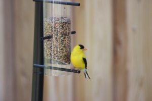 american-goldfinch