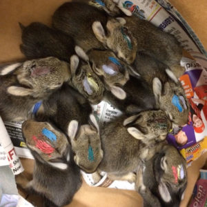 10 baby bunnies in a box 