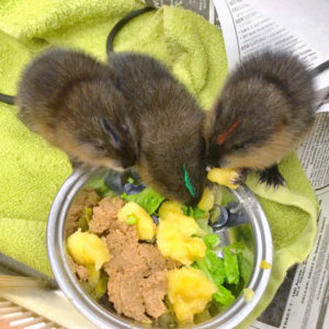 three baby muskrats on a towel eating out of a bowl