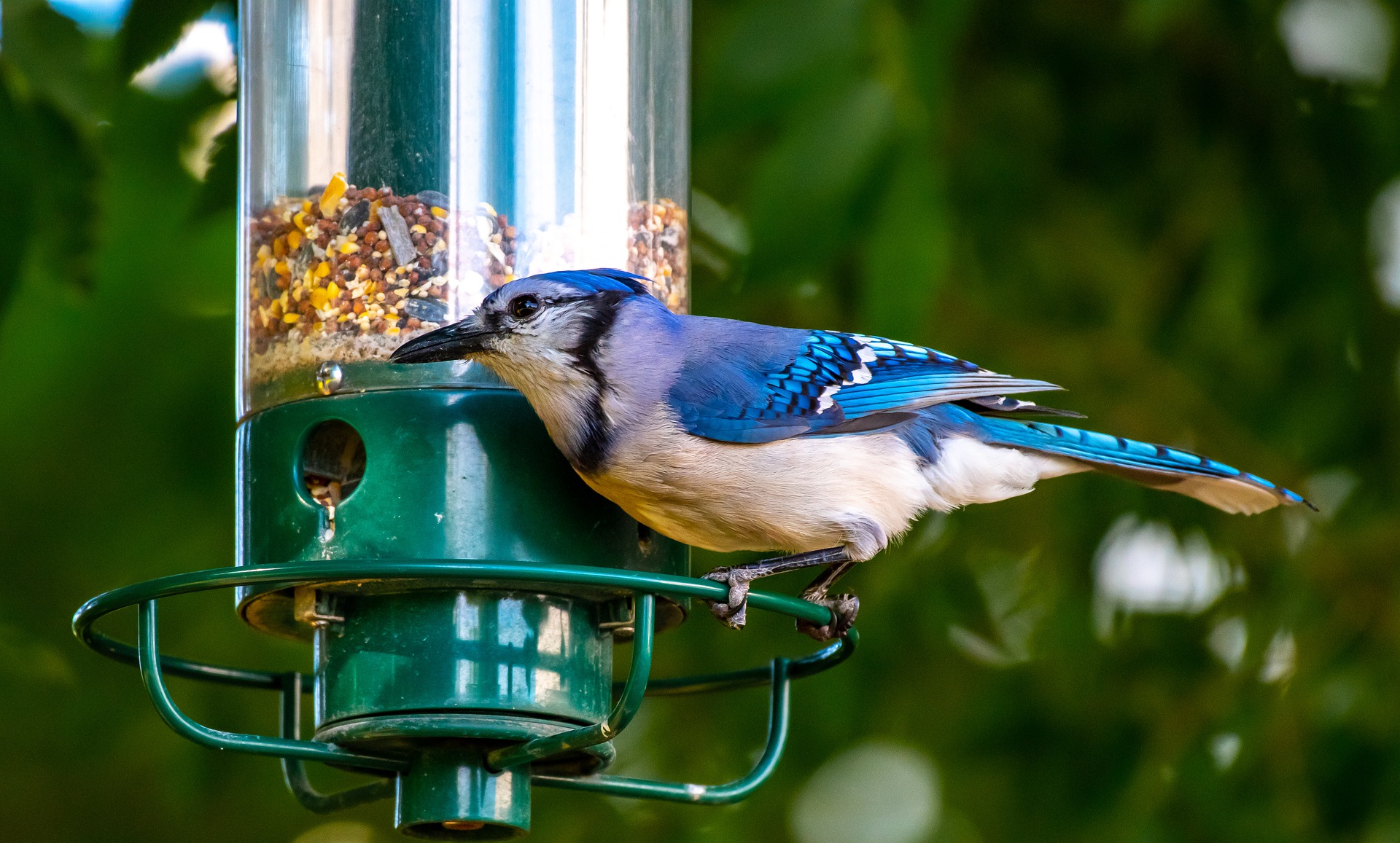 bird eating from feeder