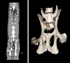 A wild bobcat with a fractured pelvis and a 3D reconstruction of the pelvis. 